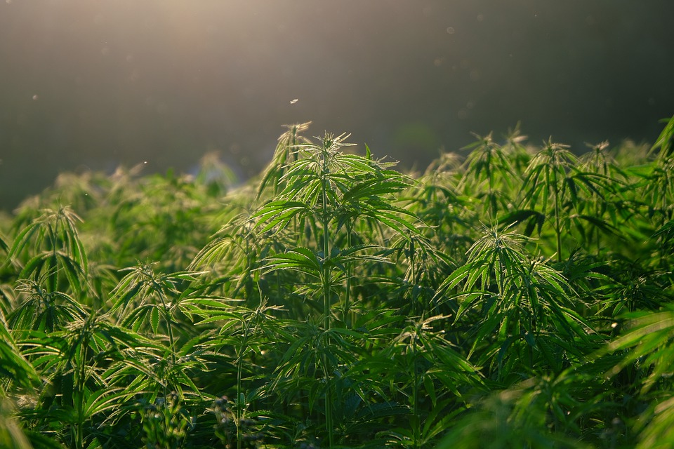 Cannabis plants sway in the breeze.